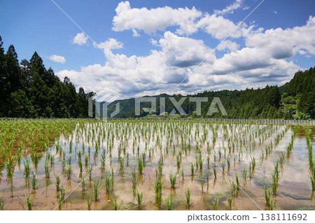 [四穀千枚田] 水稻插秧結束後的稻田景色。 138111692