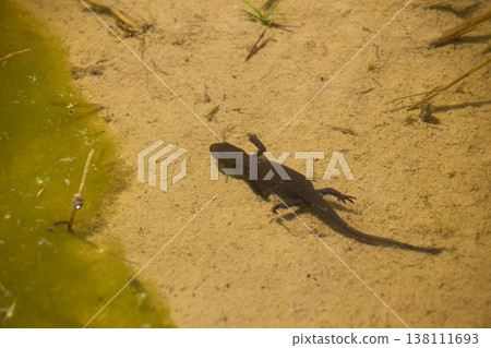 蠑螈在稻田水游泳 138111693