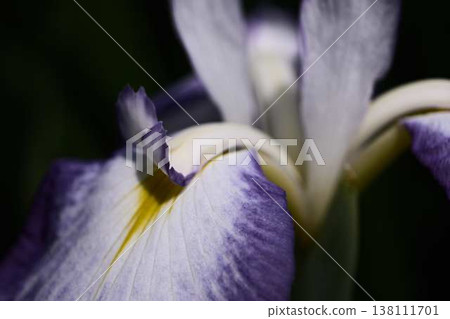 Close-up of iris petals Close-up of iris petals 138111701