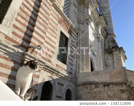 Cats at Laleli Mosque in Istanbul, Turkey Cats at Laleli Mosque in Istanbul, Turkey 138111800