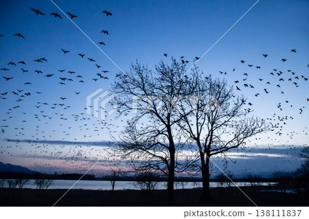A morning glow and flock of magans A morning glow and flock of magans 138111837