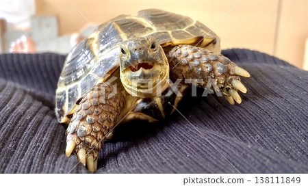 A Russian tortoise happily goes on an adventure on someone's lap. 138111849