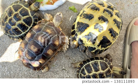 The balcony is congested with tortoises sunbathing. The balcony is congested with tortoises sunbathing. 138111893