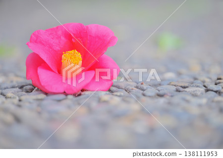 A fallen camellia flower on the ground and empty space A fallen camellia flower on the ground and empty space 138111953