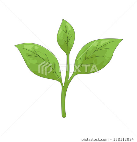 Illustration of leaf 138112054
