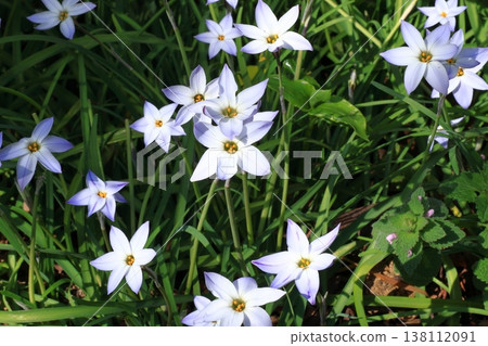 Hana flower flower Hana flower flower 138112091