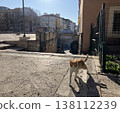 A scene with cats in Istanbul, Turkey. 138112239