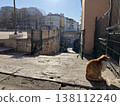 A scene with cats in Istanbul, Turkey. 138112240