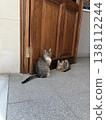 A scene with cats in Istanbul, Turkey. 138112244