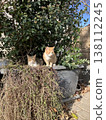 A scene with cats in Istanbul, Turkey. 138112245