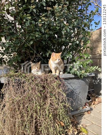 A scene with cats in Istanbul, Turkey. 138112245