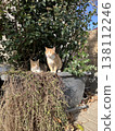 A scene with cats in Istanbul, Turkey. 138112246