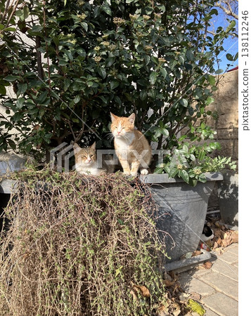 A scene with cats in Istanbul, Turkey. 138112246