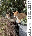 A scene with cats in Istanbul, Turkey. 138112247