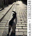A scene with cats in Istanbul, Turkey. 138112248