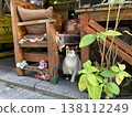 A scene with cats in Istanbul, Turkey. 138112249
