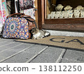 A scene with cats in Istanbul, Turkey. 138112250