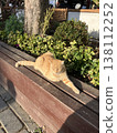 A scene with cats in Istanbul, Turkey. 138112252