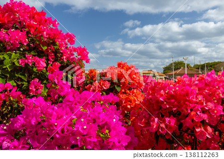沖繩縣國頭郡本部町石川海洋博覽公園，艷麗的三角梅與蔚藍的天空交相輝映 138112263