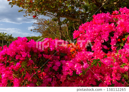 沖繩縣國頭郡本部町石川海洋博覽公園,艷麗的三角梅與蔚藍的天空交相輝映 沖繩縣國頭郡本部町石川海洋博覽公園,艷麗的三角梅與蔚藍的天空交相輝映 138112265