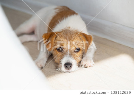 Small Jack Russell terrier puppy lying on wooden floor at home. Small Jack Russell terrier puppy lying on wooden floor at home. 138112629