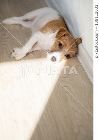 Jack Russell terrier dog lying on wooden floor in sunny patch of light. Jack Russell terrier dog lying on wooden floor in sunny patch of light. 138112632