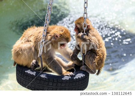 A Japanese macaque family playing on a tire at the monkey enclosure in Asahigaoka Park, Ashibetsu City, Hokkaido [April] 138112645