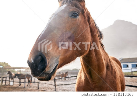 Horse, closeup and portrait outdoor on farm, countryside or nature in summer with animal in agriculture or environment. Stallion, pet or mare pony at stable fence for equestrian riding or farming Horse, closeup and portrait outdoor on farm, countryside or nature in summer with animal in agriculture or environment. Stallion, pet or mare pony at stable fence for equestrian riding or farming 138113163