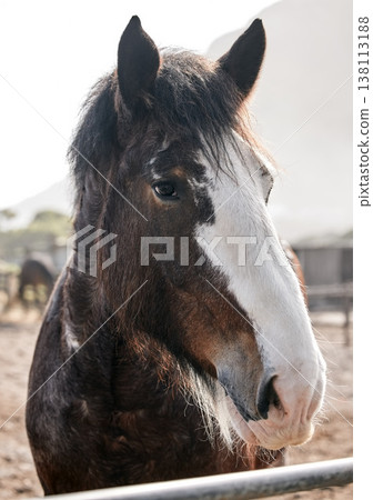 Calm, horse and portrait on farm outdoor in countryside or nature in summer with animal in agriculture or environment. Stallion, pet or mare pony at stable fence for equestrian riding or farming 138113188