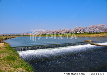 Spring, cherry blossoms, Shiraishi River, Nirakami Weir Spring, cherry blossoms, Shiraishi River, Nirakami Weir 138113471