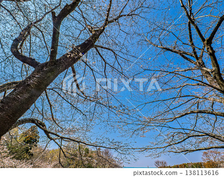 閃耀在藍天的櫻花 閃耀在藍天的櫻花 138113616