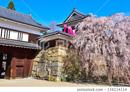 春天櫻花盛開的上田城北角樓 138114114