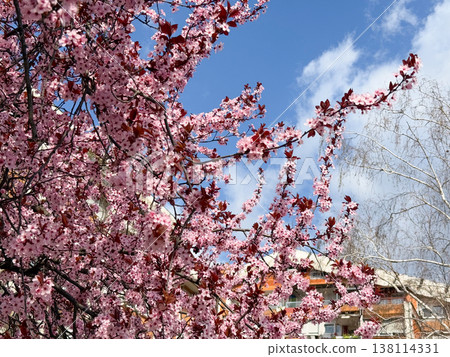 Pink Prunus cerasifera blossoms on slender branches with copper leaves in soft focus. Spring flowering detail, ornamental horticulture, urban garden mood, seasonal freshness, botanical elegance Pink Prunus cerasifera blossoms on slender branches with copper leaves in soft focus. Spring flowering detail, ornamental horticulture, urban garden mood, seasonal freshness, botanical elegance 138114331