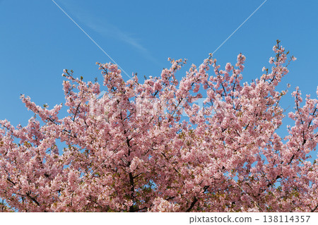 Kawazu cherry tree and blue sky 138114357