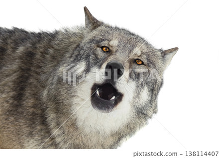 Majestic wolf howling on white background 138114407