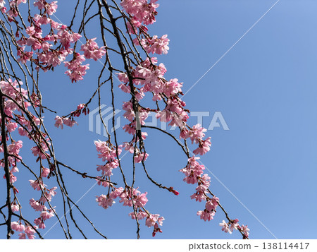 A blue sky and cherry blossoms in full bloom, a vibrant pink hue. A blue sky and cherry blossoms in full bloom, a vibrant pink hue. 138114417
