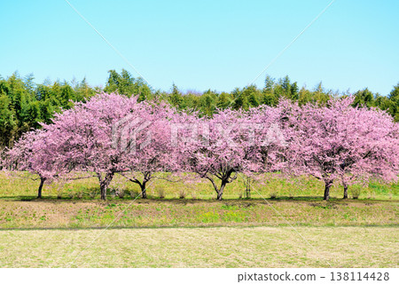 北淺羽櫻花堤岸公園,擁有美麗的櫻花樹;從田野中可以看到早開的安橋冬櫻花。 北淺羽櫻花堤岸公園,擁有美麗的櫻花樹;從田野中可以看到早開的安橋冬櫻花。 138114428