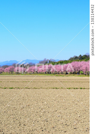 北淺羽櫻花堤岸公園，擁有美麗的櫻花樹；從田野中可以看到早開的安橋冬櫻花。 138114432