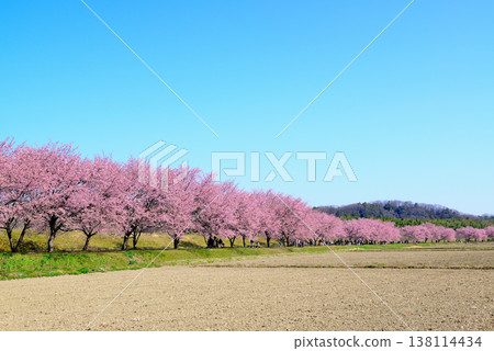 Kita Asaba Cherry Blossom Embankment Park, with its beautiful rows of cherry trees; early-blooming Angyo winter cherry blossoms viewed from the fields. 138114434
