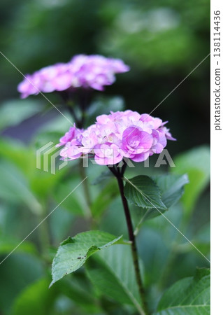 雨季盛開的粉紅色繡球花 雨季盛開的粉紅色繡球花 138114436