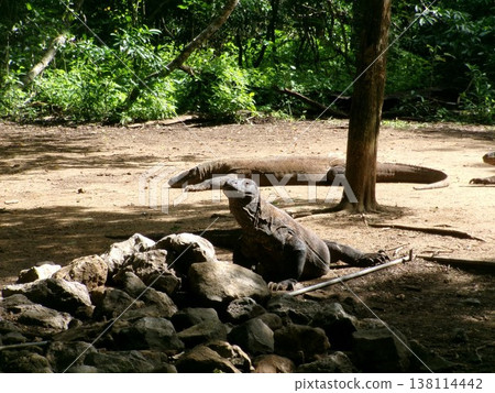 Three Komodo dragons on Komodo Island, Indonesia Three Komodo dragons on Komodo Island, Indonesia 138114442