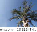 發光在藍天的棕櫚樹 138114541