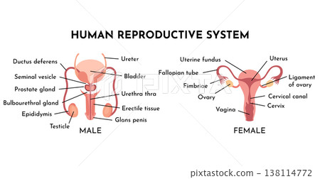 Human Reproductive System Vector Illustration Diagram, Male and Female. Medicine educational information 138114772
