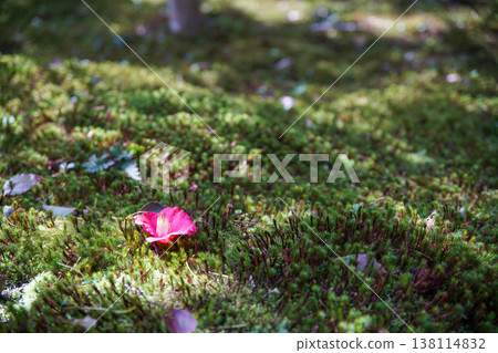 靈觀寺的山茶花 靈觀寺的山茶花 138114832