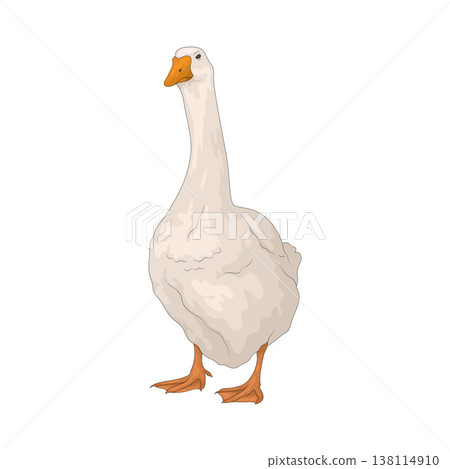 Illustration of white goose Illustration of white goose 138114910
