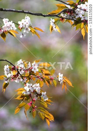 乾淨的櫻花 138115020