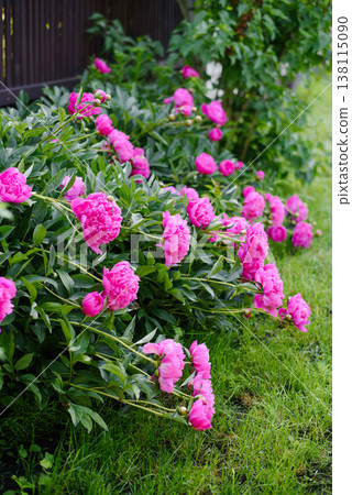 Lush Pink Peony Flowers in Outdoor Garden Near Fence Lush Pink Peony Flowers in Outdoor Garden Near Fence 138115090