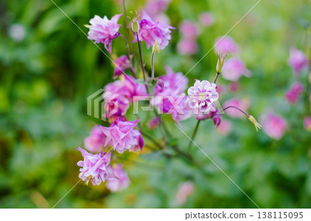 Pink Aquilegia Flowers In Summer Garden 138115095