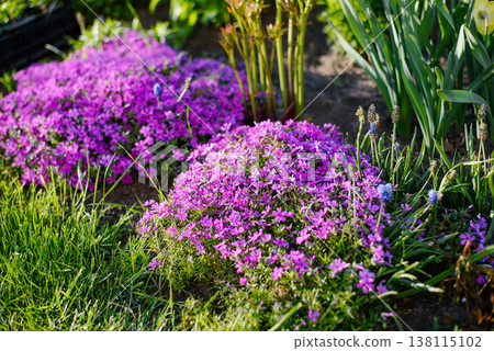 Phlox Divaricata And Grape Hyacinth In Spring Garden 138115102