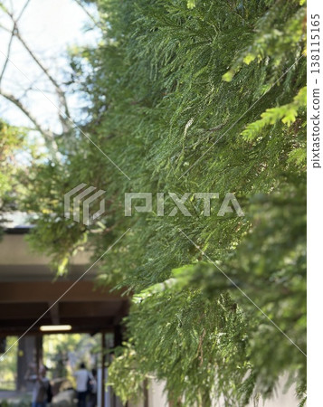 陽光透過樹葉灑在綠葉上，閃閃發光，這是一幅令人心曠神怡的自然景象。 138115165